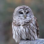 barred owl